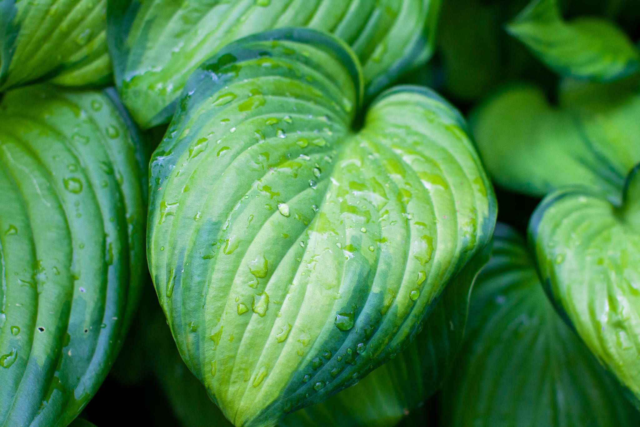 Hosta Guacamole, en av de vackraste funkiorna.