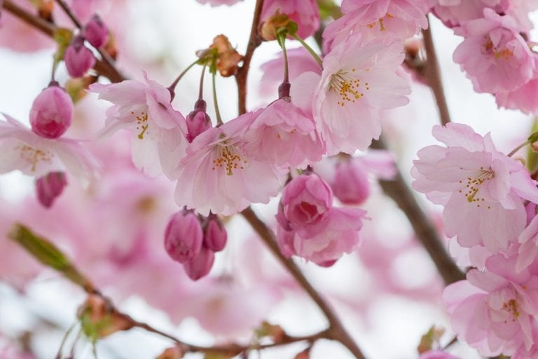 Vårblomning hos Prunus Accolade.