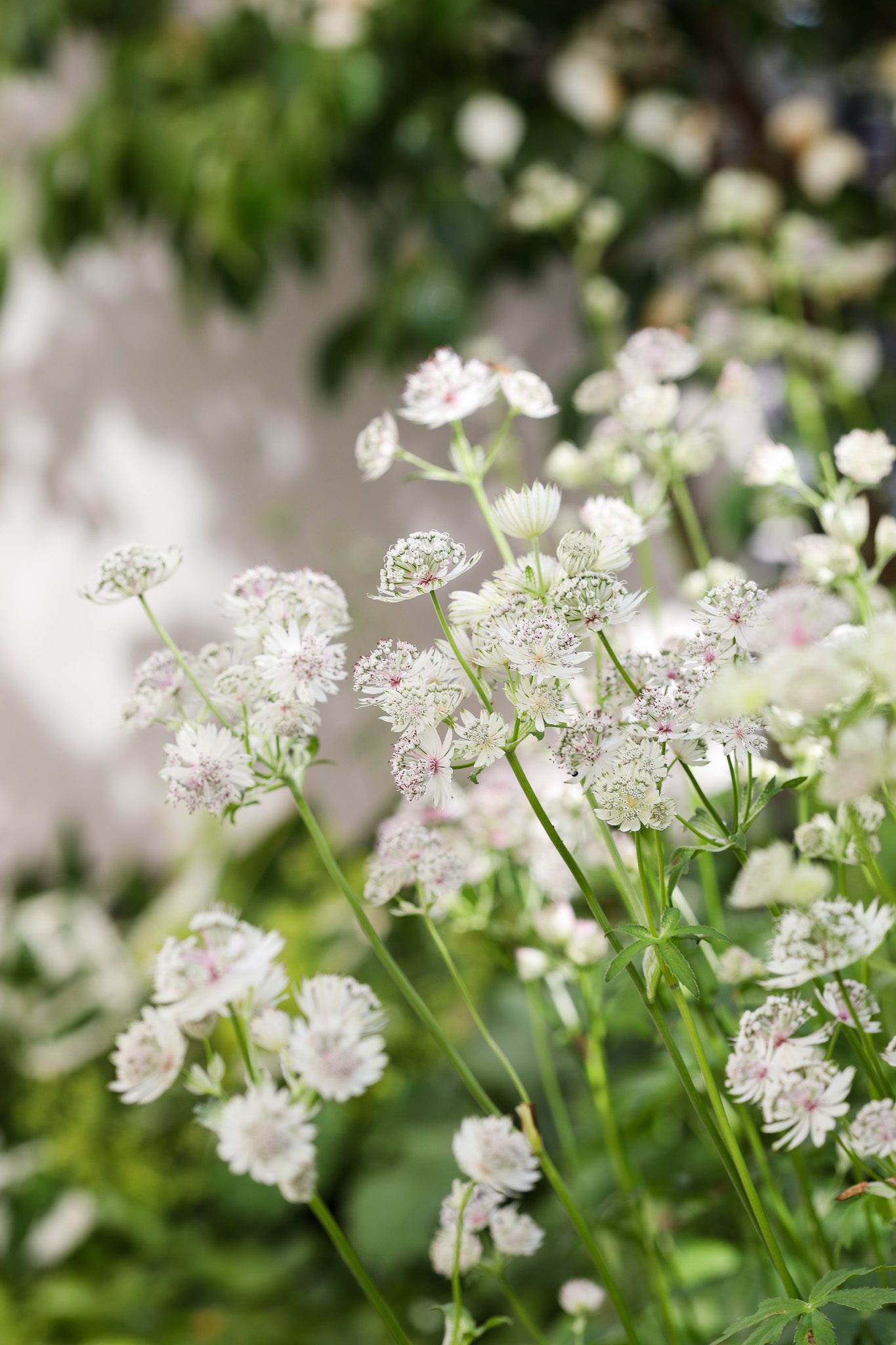 Astrantia major, stjärnflocka, är en av de vackraste perennerna. I fortsättningskursen om hur du formger din trädgård, visar trädgårdsarkitekt Ulrika Levin dig hur man jobbar med växter för att få en vacker trädgård.