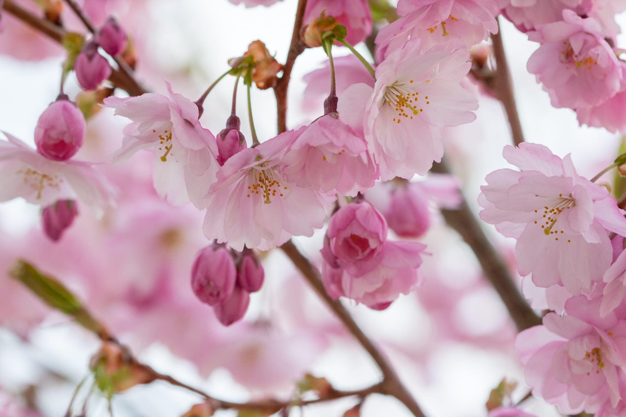 Vårblomning hos Prunus Accolade.